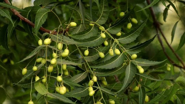 
neem fruits and leaf footage,Fresh Neem fruit on tree with leaf on nature background.selective focus without noise,Neem tree and fruits close-up view