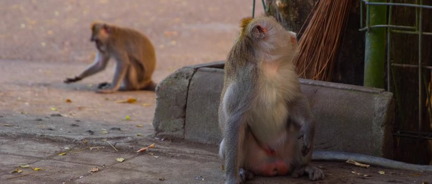 Macaca fasciculari close up sit on the streen and eat something some bikes behind and camera looks from one to another on the sunset