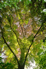 Look up into springtime treetops of deciduous trees beautifully illuminated by the evening light. Seen in Germany in May.