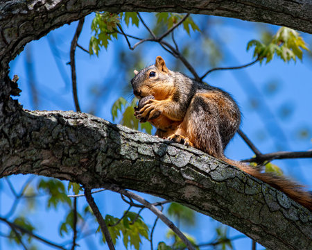 Fox Squirrel Eating A Walnut On A Branch