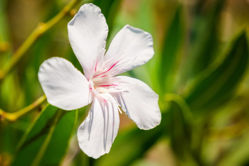 Fototapeta premium Wild nature flowers. Santorini, Cyclades, Greece