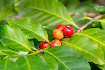 Coffea plant closeup