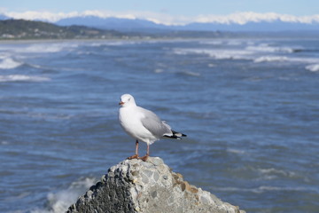 Seagull standing on a rock with the sea and snow covered mountains in the background