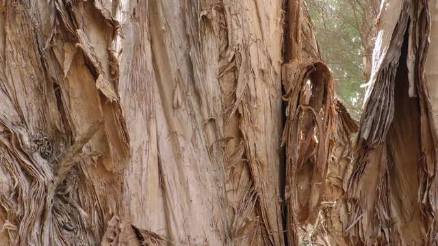 Close up of beautiful textured Paperbark Tree in Australian forest.
