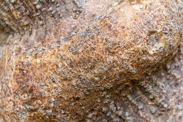 rough bark closeup