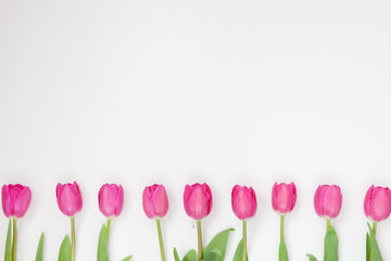 Spring flowers. Pink tulip on white background. Flat lay. Copy space