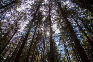 Naklejka premium View from the forest floor looking up at pine-trees