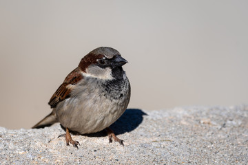 House sparrow sitting on cement wall