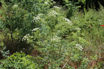Fototapeta premium Conium maculatum, Hemlock. Wild plant shot in the spring.