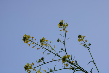 yellow leafy tree on blue sky in background