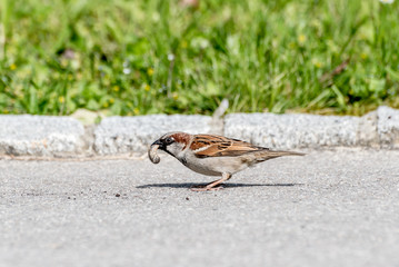 House sparrow on the ground, with a larva bark beetle