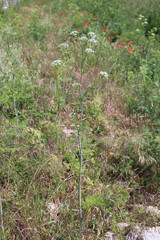 Conium maculatum, Hemlock. Wild plant shot in the spring.