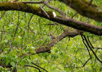 bright forest bird sings on a branch in the forest near the river