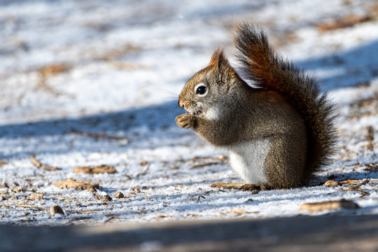 American Red Squirrel sitting on frosted ground
