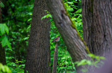 bright forest bird sings on a branch in the forest near the river