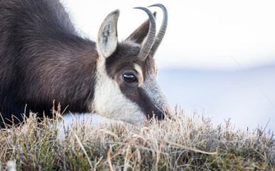 Chamois Vosgiens