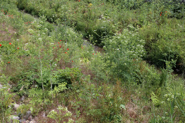 Conium maculatum, Hemlock. Wild plant shot in the spring.