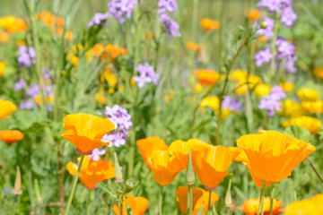 Eschscholzia californica poppy in front of flower field in the nature