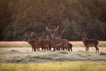 Les Rois de la Foret