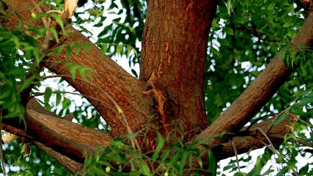 
neem fruits and leaf footage,Fresh Neem fruit on tree with leaf on nature background.selective focus without noise,Neem tree and fruits close-up view
