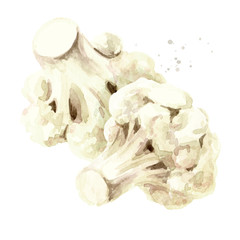 Fresh cauliflower blocks. Hand drawn watercolor illustration isolated on white background