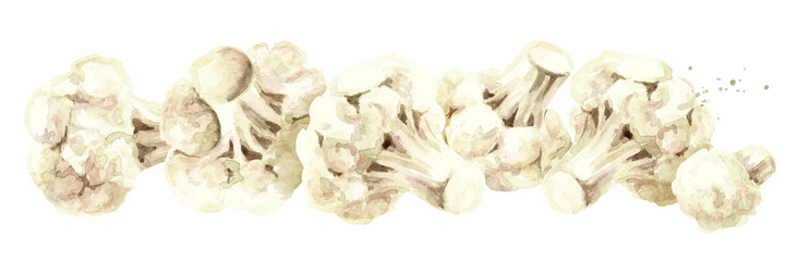 Fresh cauliflower blocks. Hand drawn horizontral  watercolor illustration isolated on white background
