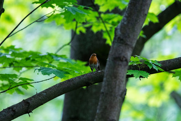 bright forest bird sings on a branch in the forest near the river
