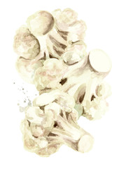 Fresh cauliflower blocks. Hand drawn watercolor illustration, isolated on white background