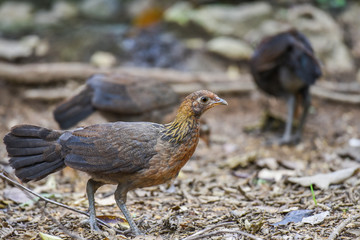 Junglefowl walk in the forest.