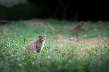 Felis Silvestris