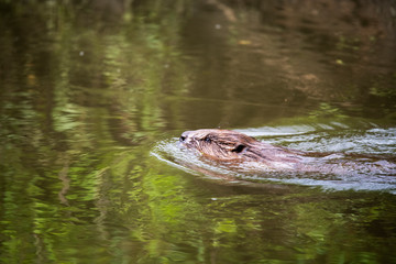 brown river beaver went on a veg ravine hunt on the river