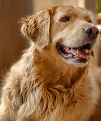 golden retriever portrait