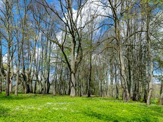 landscape with large trees in the manor park and bright green grass in the foreground