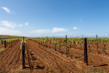 Fototapeta na wymiar Grape vines in the Hunter Valley winemaking region of NSW Australia.