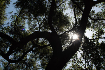 Fototapeta na wymiar Tree and Sun In The Forest 