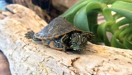 pequeña tortuga acuática tomando sol sobre un tronco 