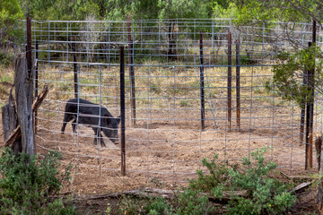 Feral pig in a trap on a grain farm in Australia.

