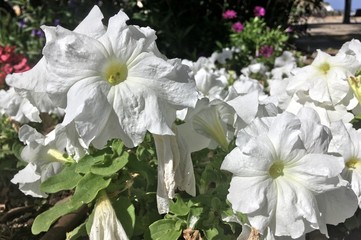 flores blancas y radiantes a primeras horas del día