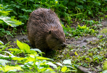 brown river beaver went on a veg ravine hunt on the river