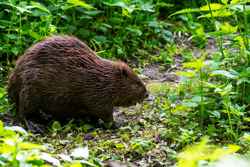 brown river beaver went on a veg ravine hunt on the river