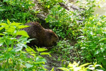 brown river beaver went on a veg ravine hunt on the river