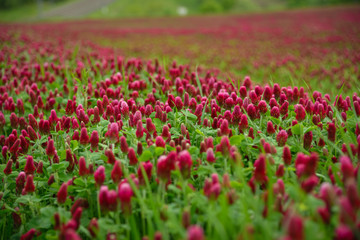 Blooming field of red clover