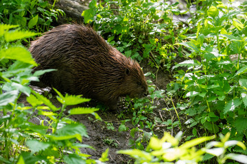 brown river beaver went on a veg ravine hunt on the river