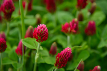 Blooming field of red clover