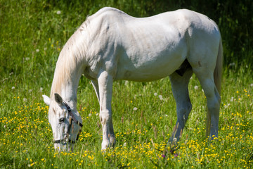 Obraz na płótnie Canvas Profile portrait of a horse. White or grey equine coat color. Farm animal on green hay field. Horse eating fresh grass. Green pasture on spring day.