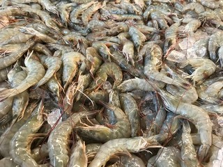 fresh raw shrimps