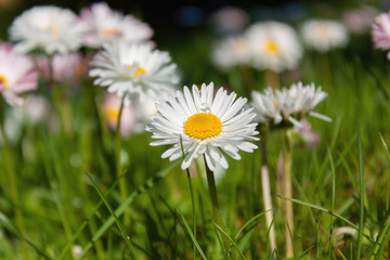 Fototapeta premium White daisy on a blurred background of greenery and daisies.