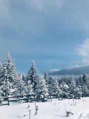 Fototapeta na wymiar snow covered trees in mountains