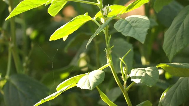 Guar gum (Cyamopsis tetragonoloba), or cluster bean, medicinal plant.selective focus without noise,cluster or French Beans,organic Cluster beans or guar (Indian vegetable)

