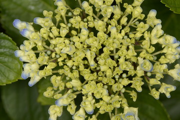 Hydragea Flower